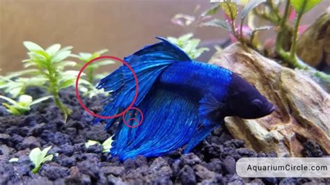 not eating fish|The Fin.